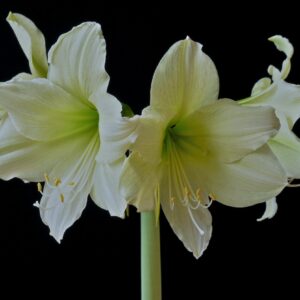 Amaryllis Moonlight