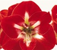 Amaryllis Star of Holland