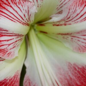 Amaryllis Cinderella