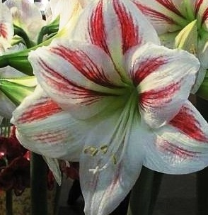 Amaryllis Sydney