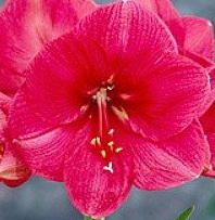 Amaryllis Bestseller (HUGE 40+ cm)