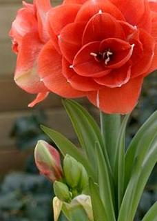 Amaryllis NYORA®