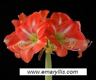 Amaryllis Nagano