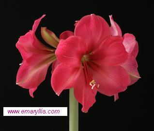 Amaryllis Lagoon