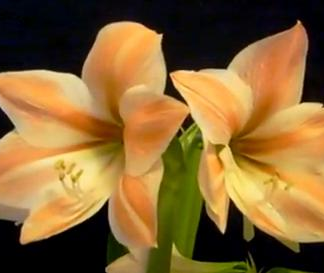 Amaryllis Apricot Parfiat JUMBO 36 cm