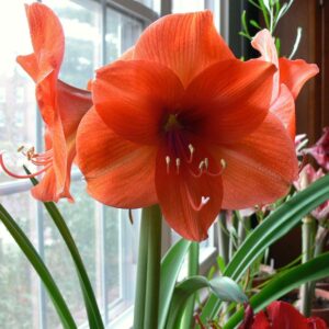 Amaryllis Naranja