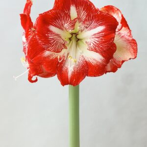 Amaryllis MEGA STAR®