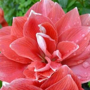 Amaryllis DOUBLE DREAM®