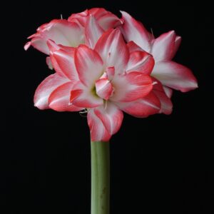 Amaryllis BLOSSOM PEACOCK®
