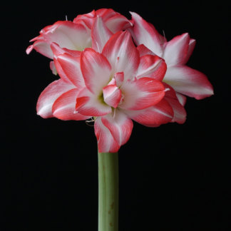 Amaryllis BLOSSOM PEACOCK®