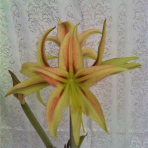 Amaryllis Lime Flare