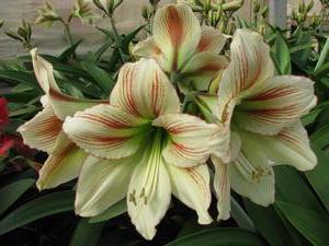 Amaryllis Moon Scene