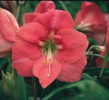 Amaryllis Rosita