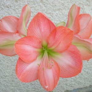 Amaryllis Vera