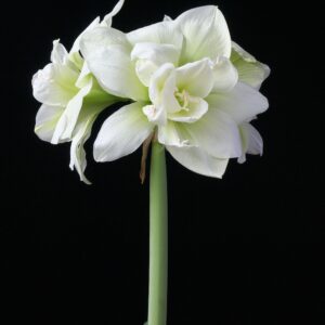 Amaryllis Marilyn