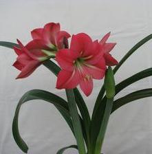 Amaryllis Pink Flush