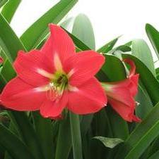 Amaryllis Pink Star