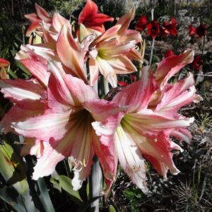 Amaryllis Tinkerbell