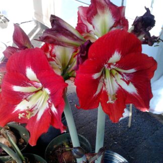 Amaryllis Barbados JUMBO size 35+ cm Cir