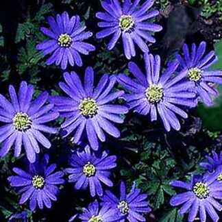 ANEMONE BLANDA Blue Shades