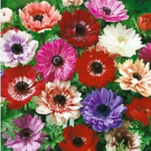 30 MIXED DOUBLE ANEMONE Coronaria "St. Brigid"