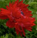 RED DOUBLE ANEMONE "The Governor"