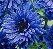 BLUE DOUBLE ANEMONE "Lord Lieutenant"