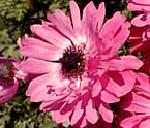 PINK DOUBLE ANEMONE "The Admiral"