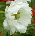 WHITE DOUBLE ANEMONE "Mount Everest"