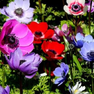 MIXED SINGLE ANEMONE Coronaria "De Caen"