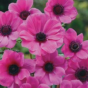 PINK ANEMONE "Sylphide"