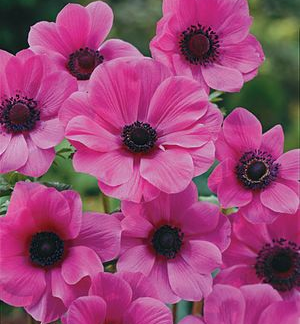 PINK ANEMONE "Sylphide"