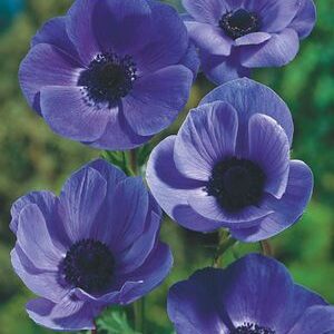 BLUE ANEMONE "Mr Fokker"