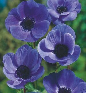 BLUE ANEMONE "Mr Fokker"