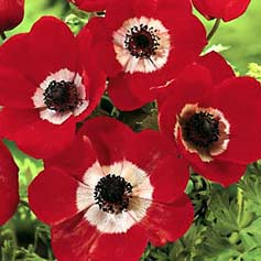 RED ANEMONE "Hollandia"