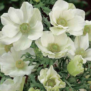 WHITE ANEMONE "The Bride"