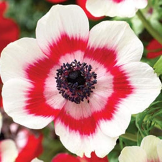 ANEMONE Coronaria "Bi-Color"