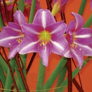 Amaryllis ESTELLA