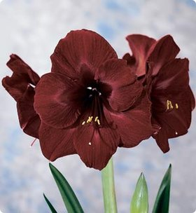 Amaryllis BLACK PEARL
