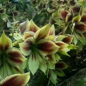 Amaryllis PAPILIO~Brazilian Butterfly