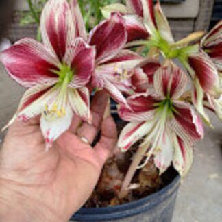 Amaryllis PAPILIO (seed Grown)