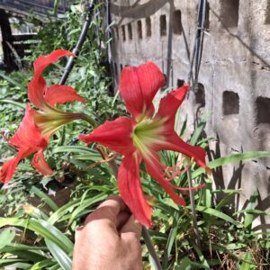 Amaryllis San Antonio Rose