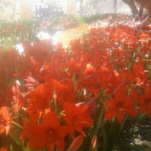 Amaryllis Klister Garden Seedlings