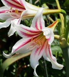Amaryllis Harrisonii (small seedling bulbs)