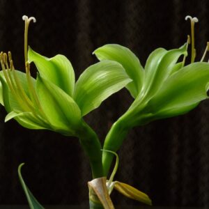 Hippeastrum CALYPTRATUM (Rare Green Species)