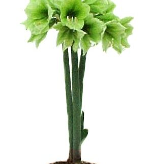 Hippeastrum FALL STAR (Japanese Hybrid)