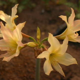 Hippeastrum Japanese Yellow