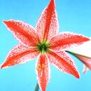 Hippeastrum Japanese: Glass Zaiku