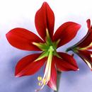 Hippeastrum Japanese: Bucasovi