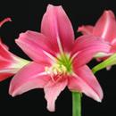 Hippeastrum Japanese: Momo no sato
